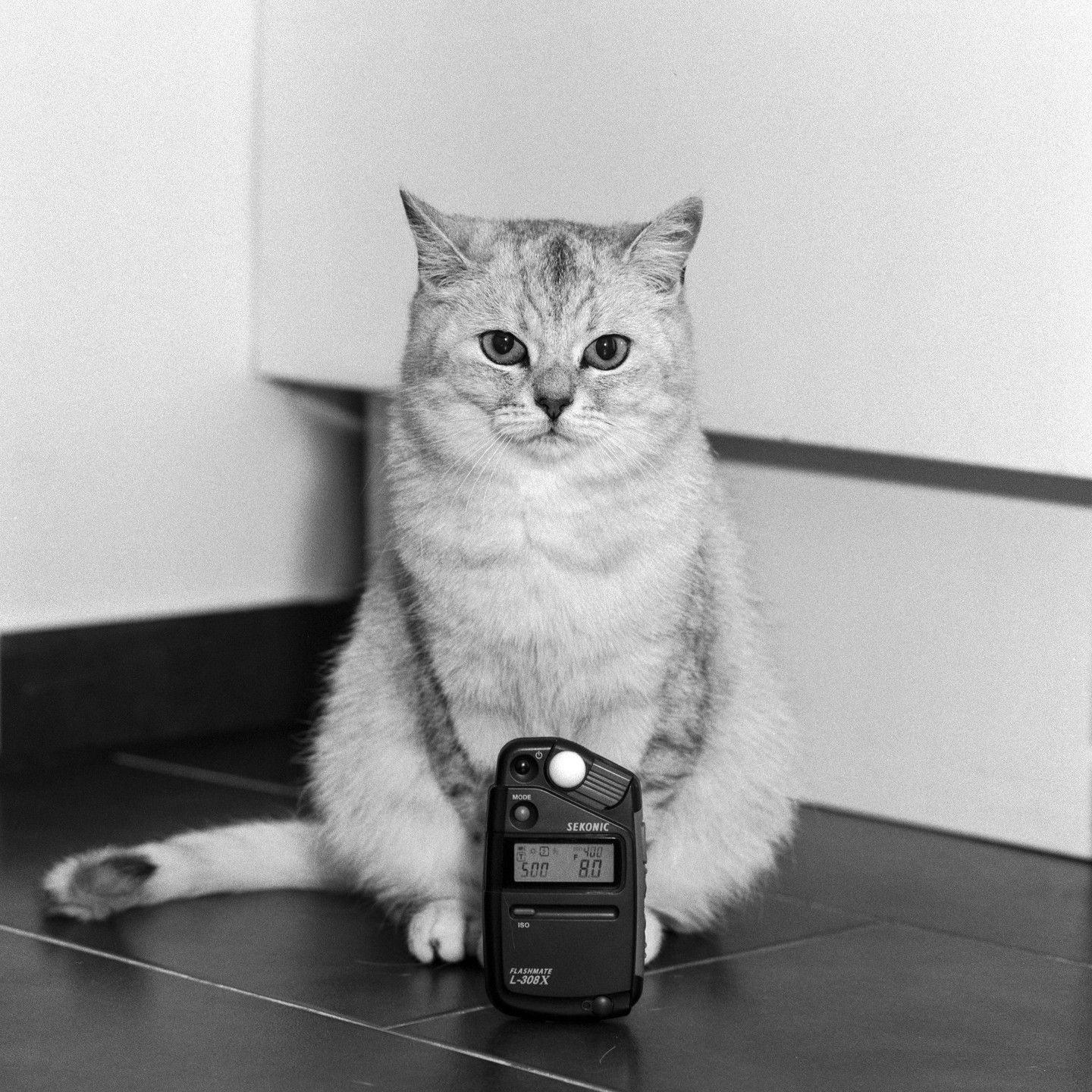 A cat sits on a tiled floor next to a light meter.