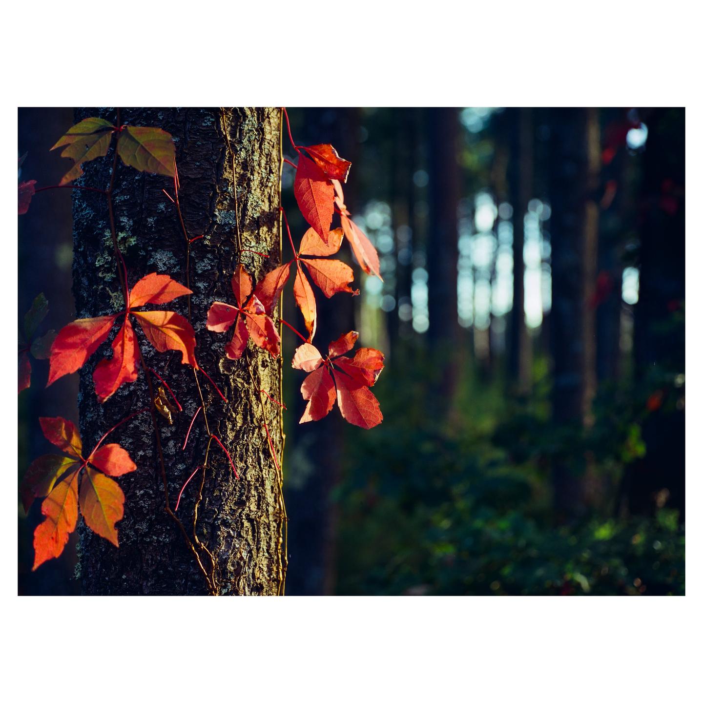 Red autumn leaves are visible on a tree trunk in a forest.