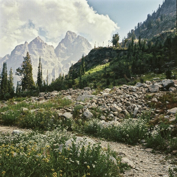 A rocky mountain path with wildflowers in the foreground leads to a forest and large mountains under a cloudy sky.