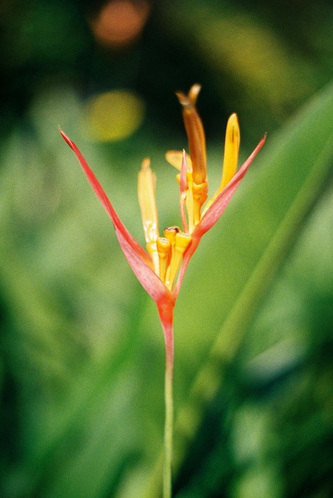 A close-up shot shows a vibrant orange and yellow bird of paradise flower against a blurred green background.