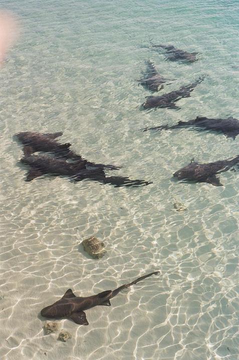 A group of sharks swims in shallow, clear water with a sandy bottom.