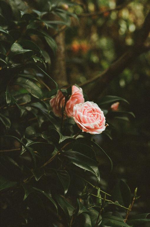 A pink camellia blossom is surrounded by dark green leaves.