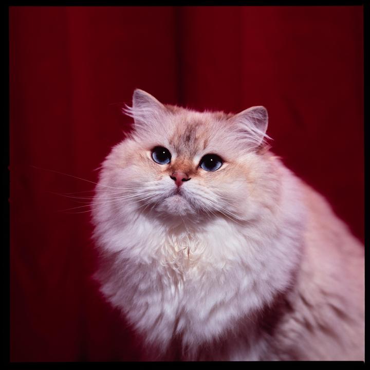 A fluffy cat with blue eyes looks up against a red background.