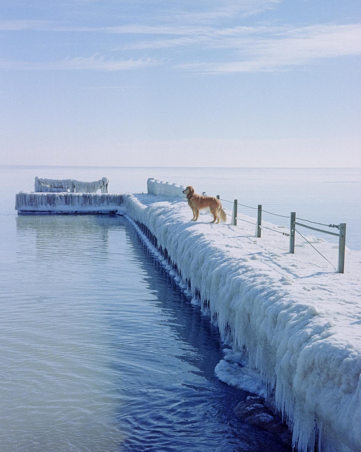 A golden retriever stands on a frozen pier covered in ice and icicles next to a body of water.