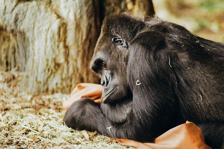 A gorilla is resting on the ground next to a tree trunk.