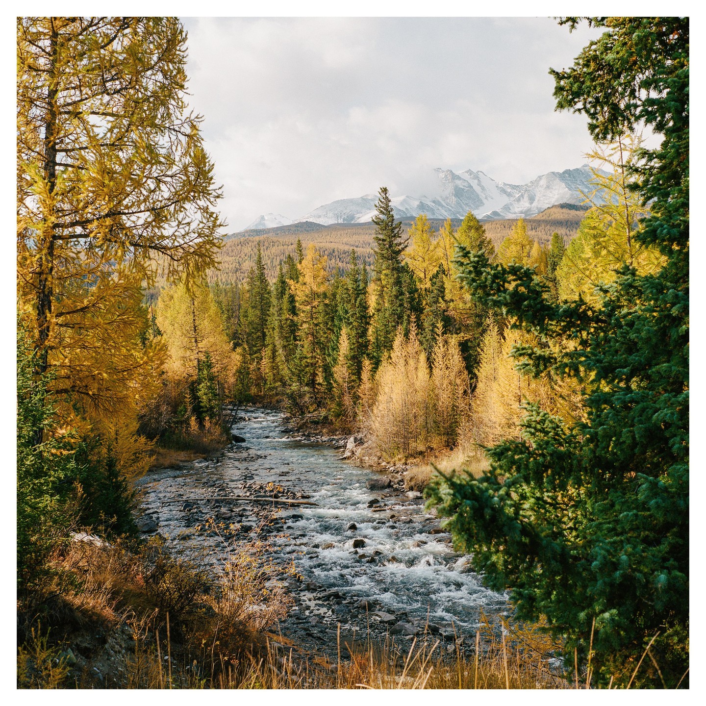 A river flows through a forest of yellow and green trees with snow-capped mountains in the background.