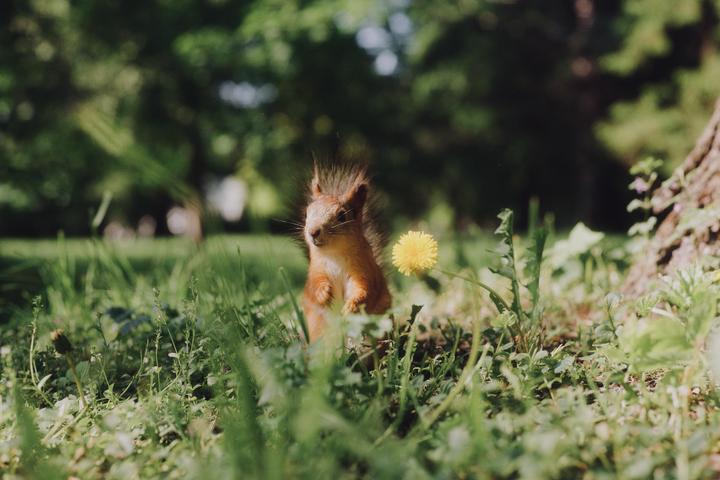 A squirrel stands in green grass next to a yellow dandelion.