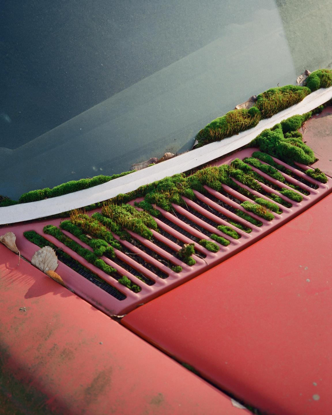 Moss grows on the windshield wiper well and cowl of a red vehicle.