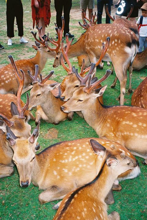 A group of deer with antlers are resting on a patch of green grass while people stand around them.