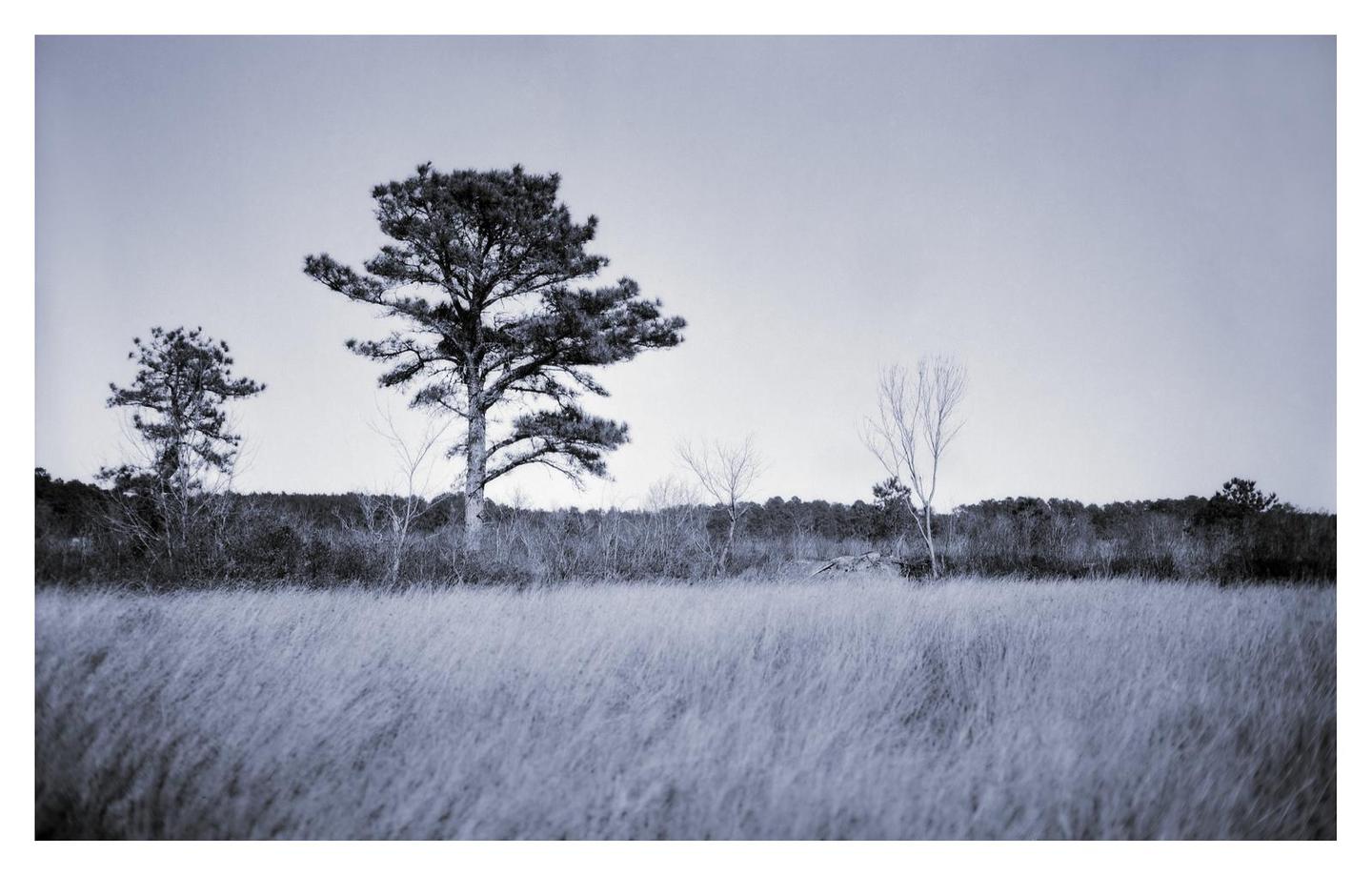 A field of tall grass is in the foreground with several trees and a forest in the background under a light sky.