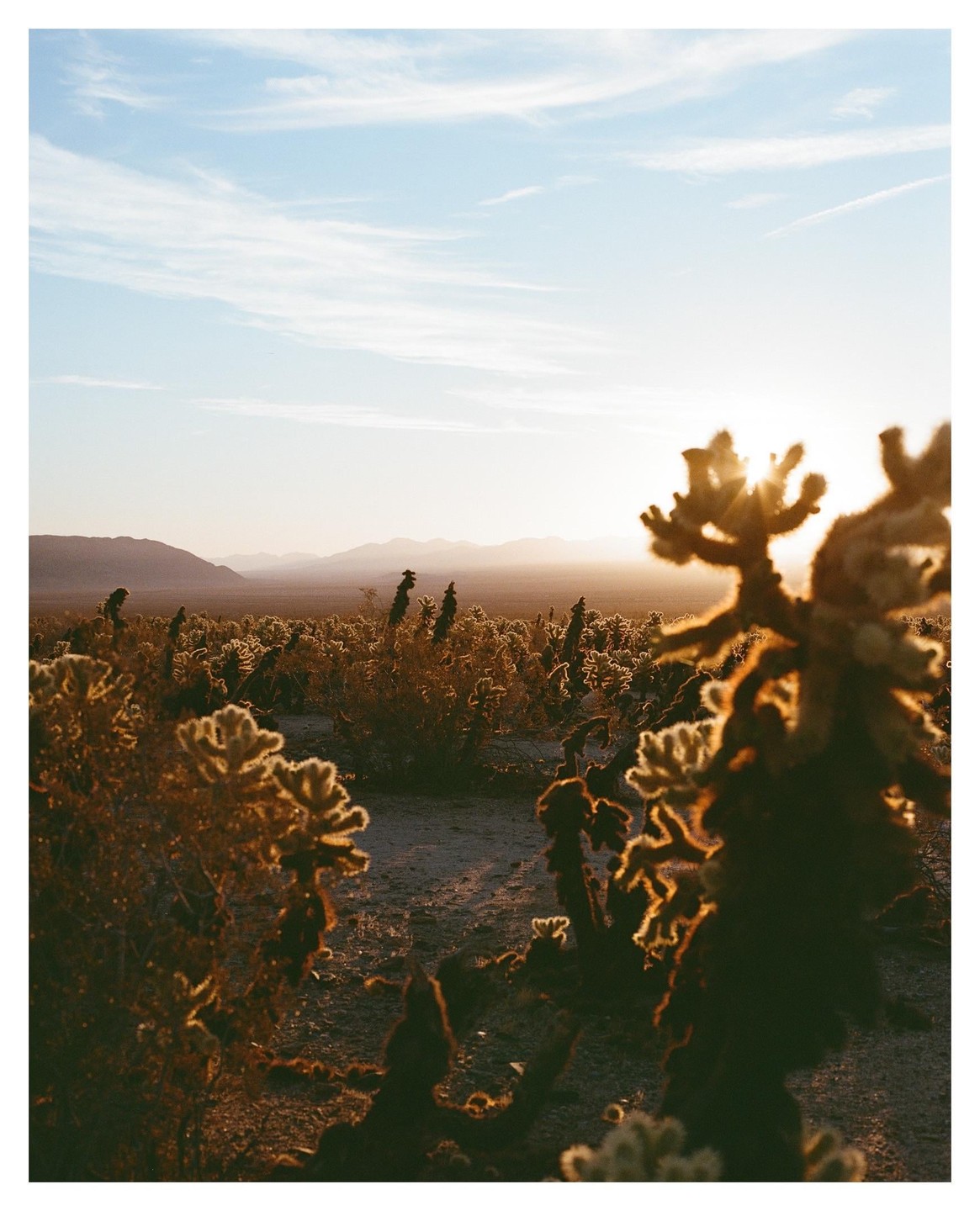 The sun sets over a desert landscape filled with cholla cactus plants.