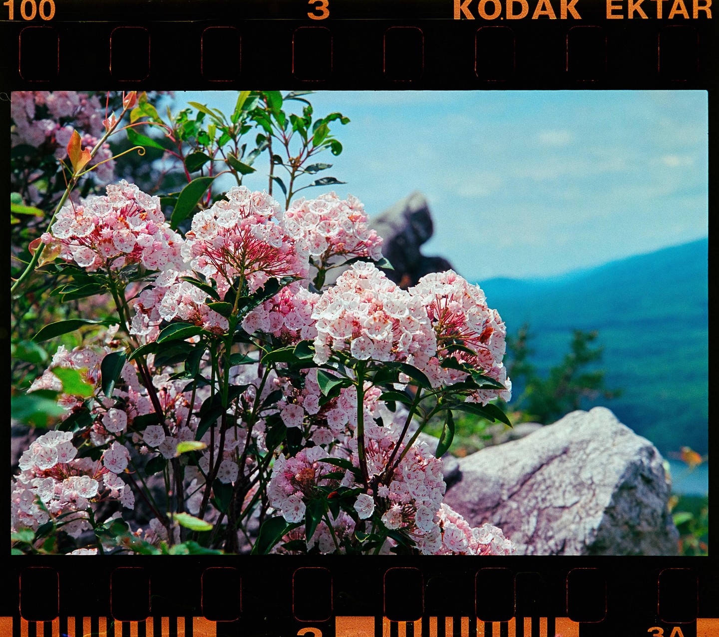 Pink and white mountain laurel blossoms grow on a bush in the foreground with a mountain landscape in the background.