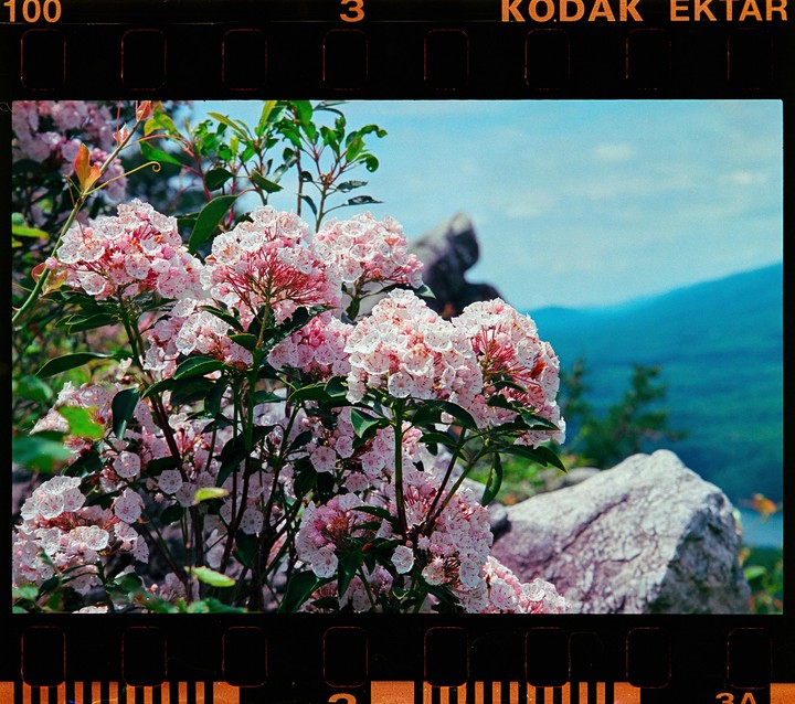 Pink and white mountain laurel blossoms grow on a bush in the foreground with a mountain landscape in the background.