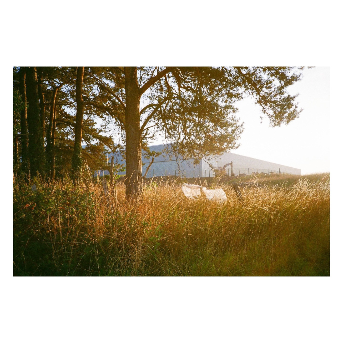A large tree stands in a field of tall grass with a building and construction equipment in the background.