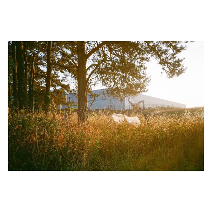 A large tree stands in a field of tall grass with a building and construction equipment in the background.