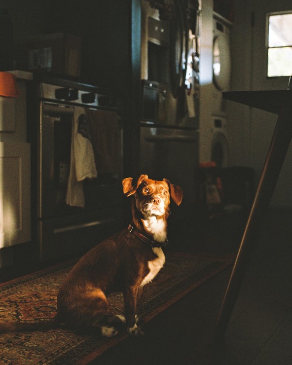 A brown dog sits on a rug in a dimly lit kitchen, illuminated by a shaft of golden light.