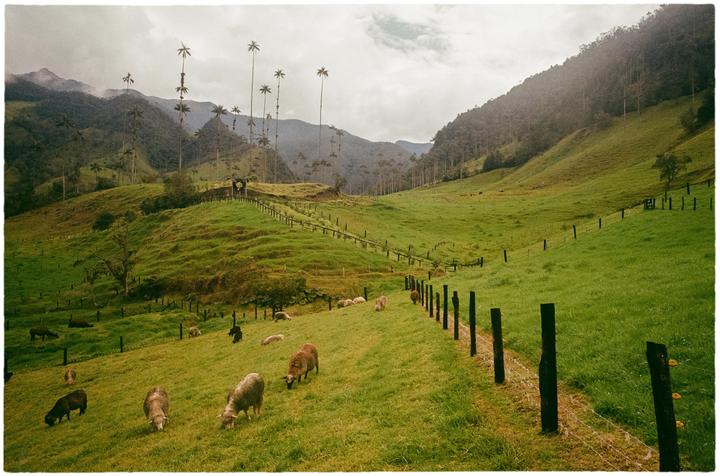 Sheep graze on a grassy hillside with tall palm trees and mountains in the background.