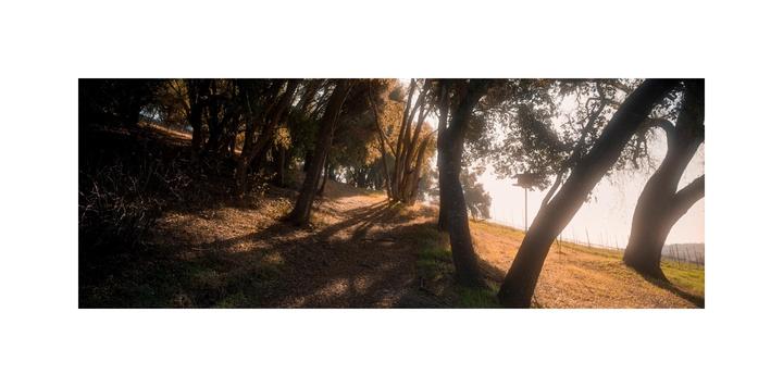 A path through a forest is illuminated by dappled sunlight.
