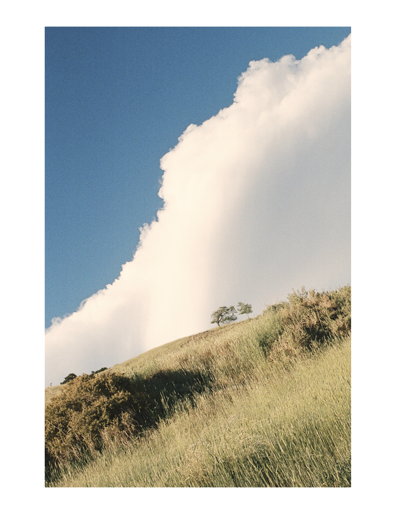 A single tree stands on a grassy hill under a large cloud and blue sky.