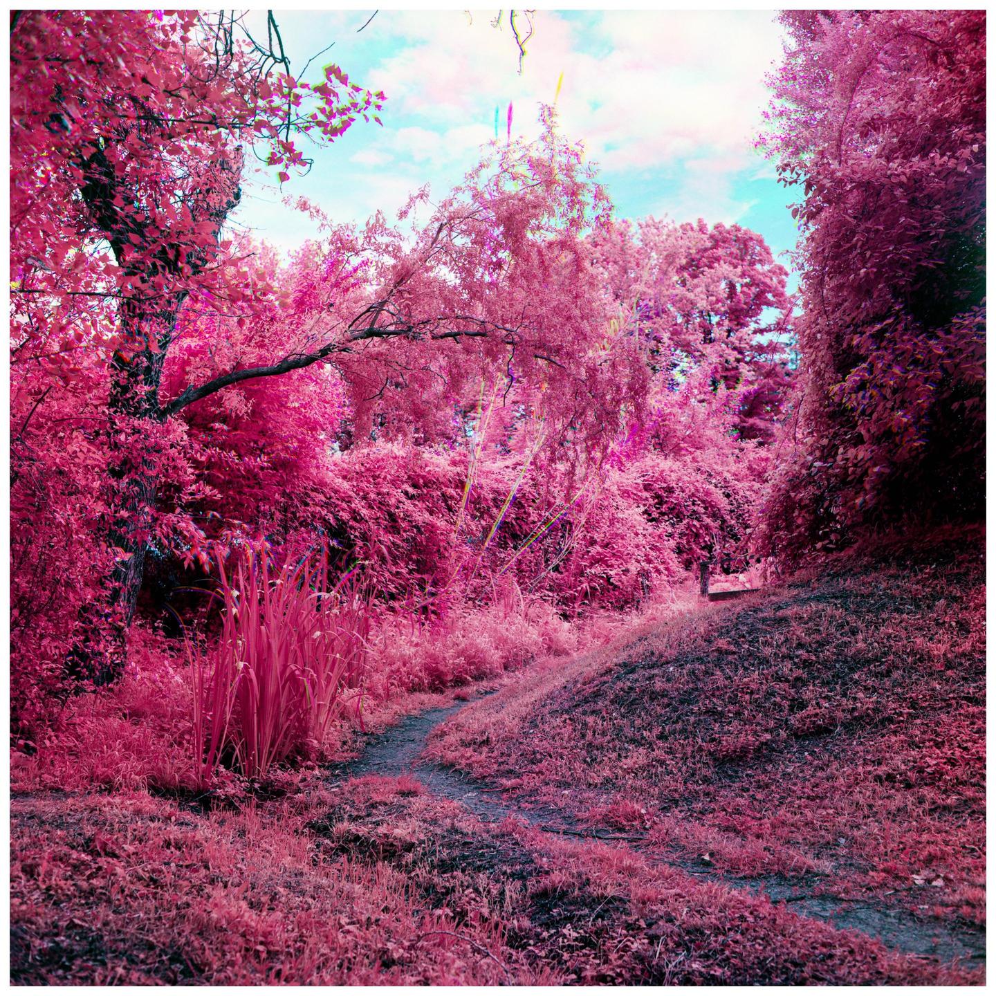 A winding path leads through a forest with bright pink foliage under a blue sky.