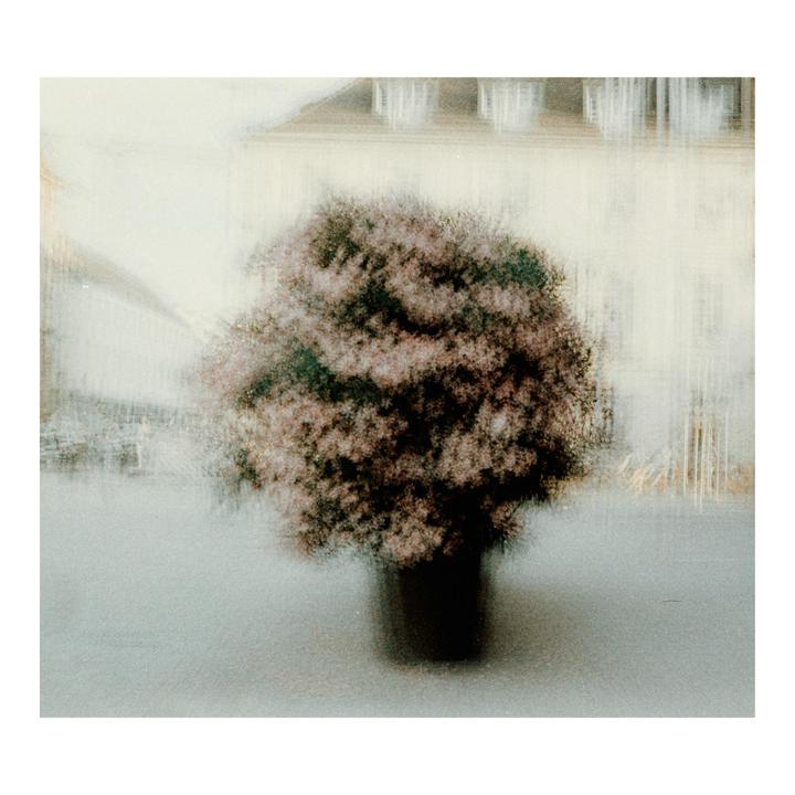 A blurry bush in a pot stands in front of a building.
