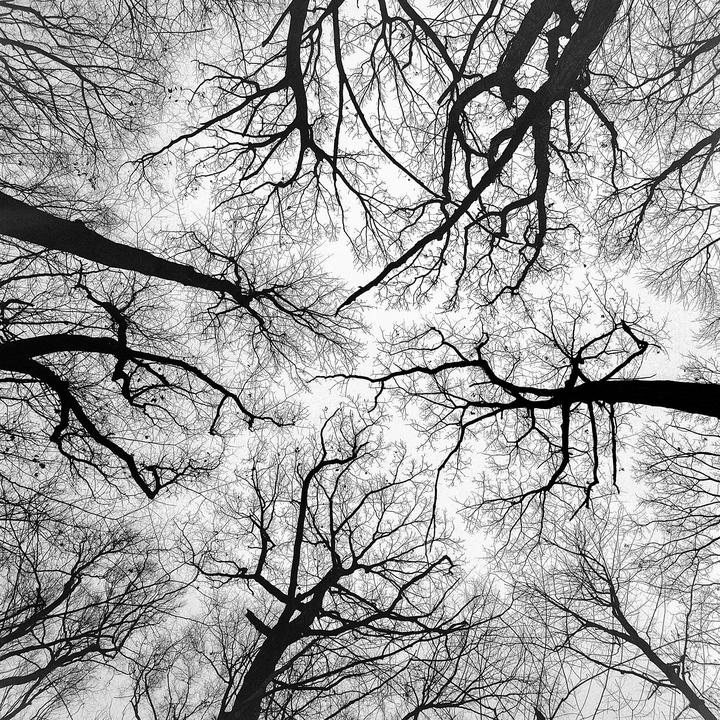 Bare tree branches are silhouetted against a bright sky, viewed from below.