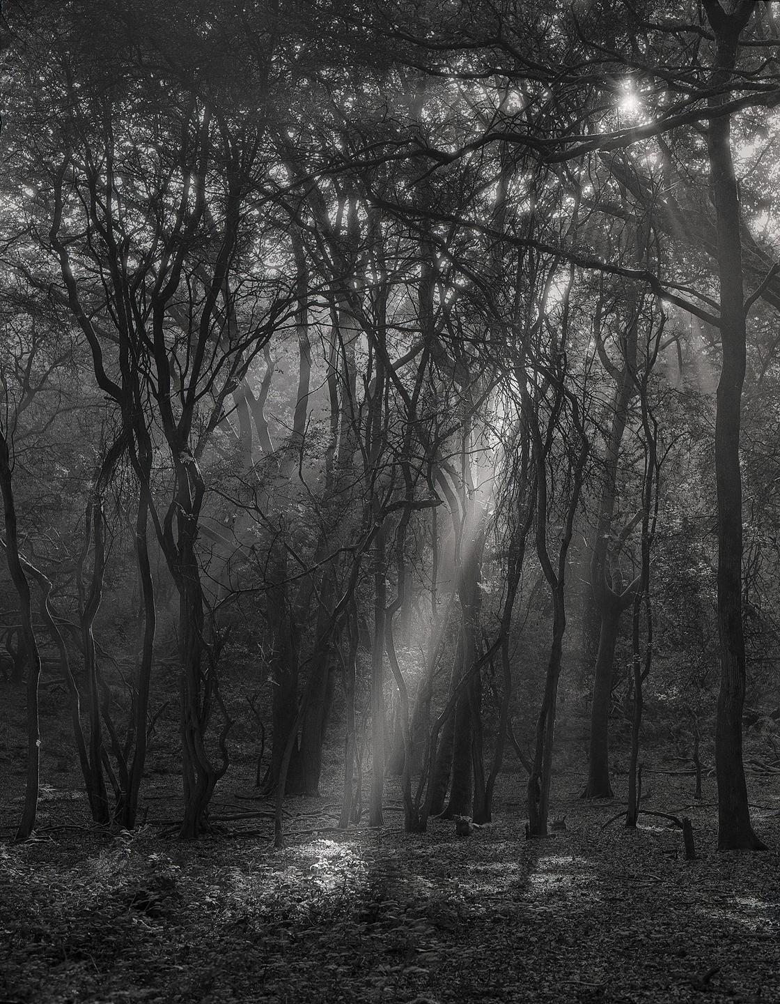 Sunlight streams through the canopy of a forest, illuminating the undergrowth.