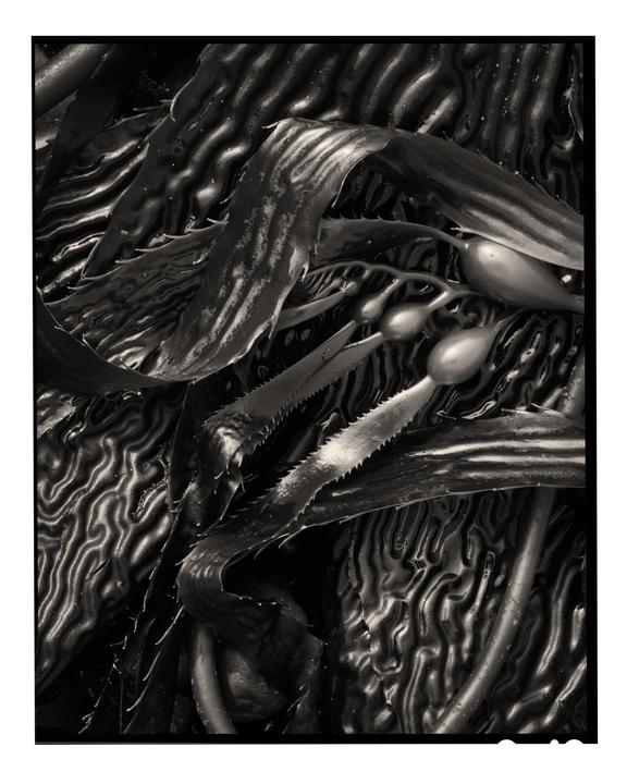 A close-up view shows kelp with air bladders and serrated edges resting on a textured surface.