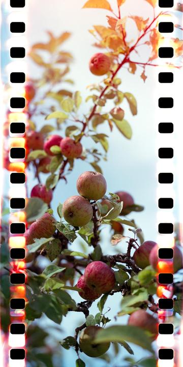 An apple tree branch laden with ripening apples is visible against a bright sky.