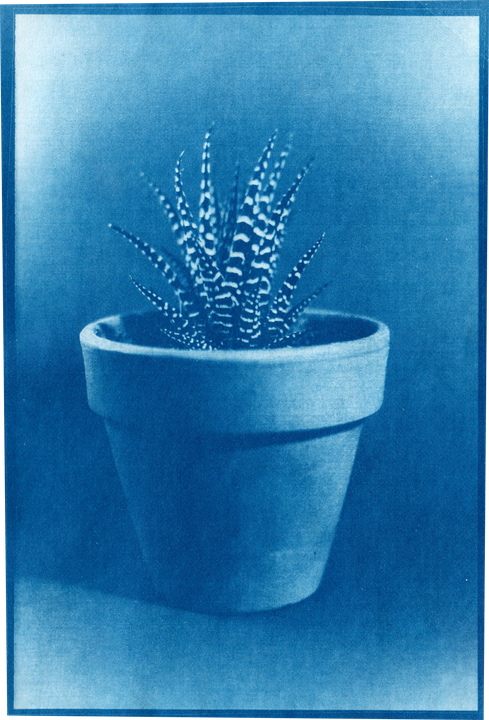 A potted succulent with striped leaves is centered in a cyanotype print.