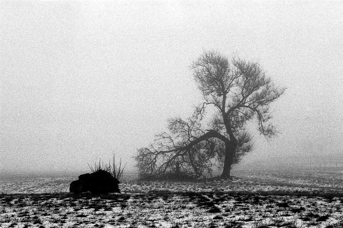 A gnarled, leafless tree stands in a snowy, foggy field next to a dark bush.