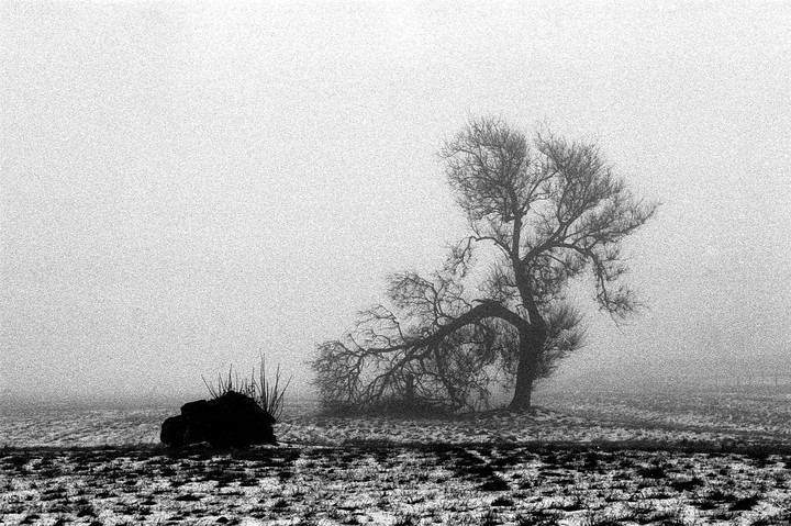 A gnarled, leafless tree stands in a snowy, foggy field next to a dark bush.