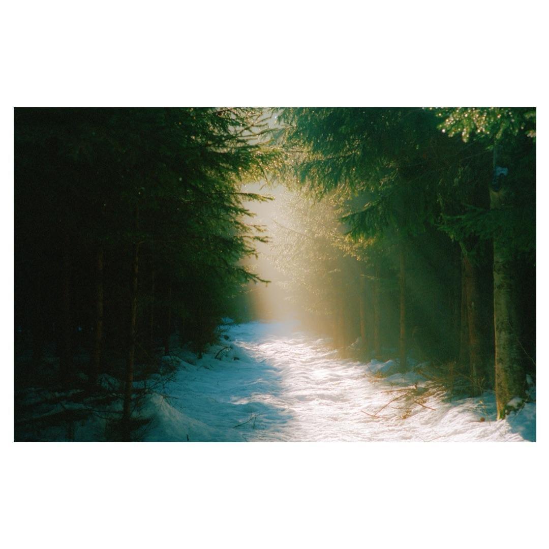 Sunlight streams through a snowy forest path lined with tall evergreen trees.