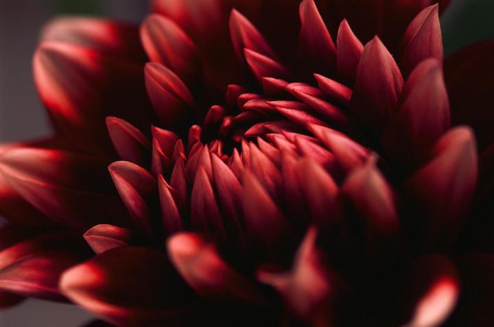 A close-up shot shows the intricate petals of a red dahlia flower.