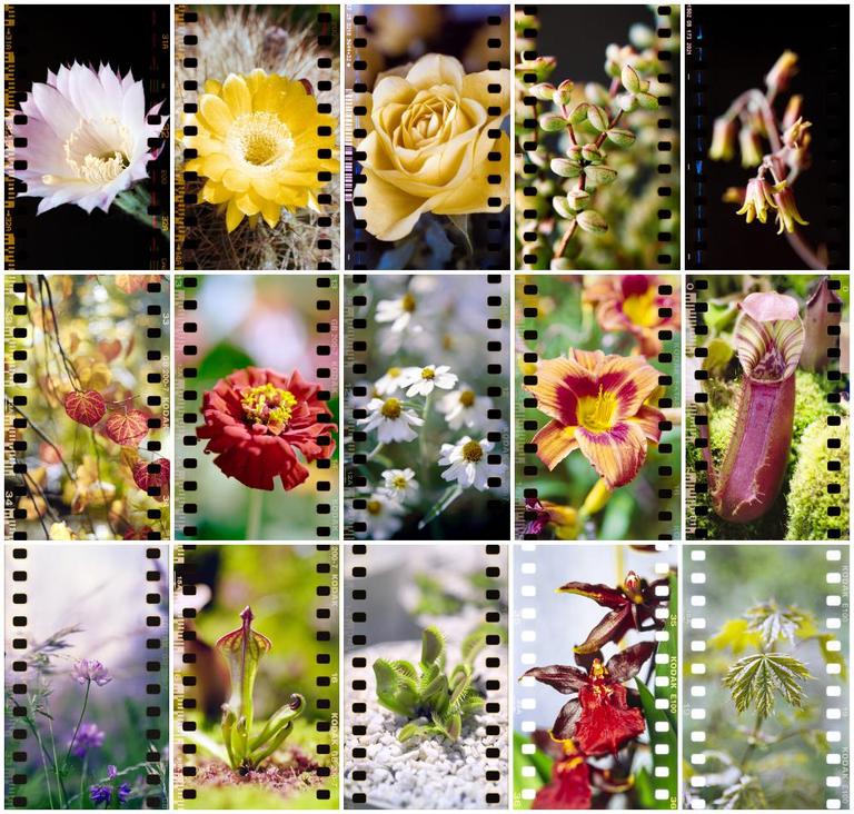 A grid of fifteen macro photographs of flowers and plants is presented, each framed by film sprockets.