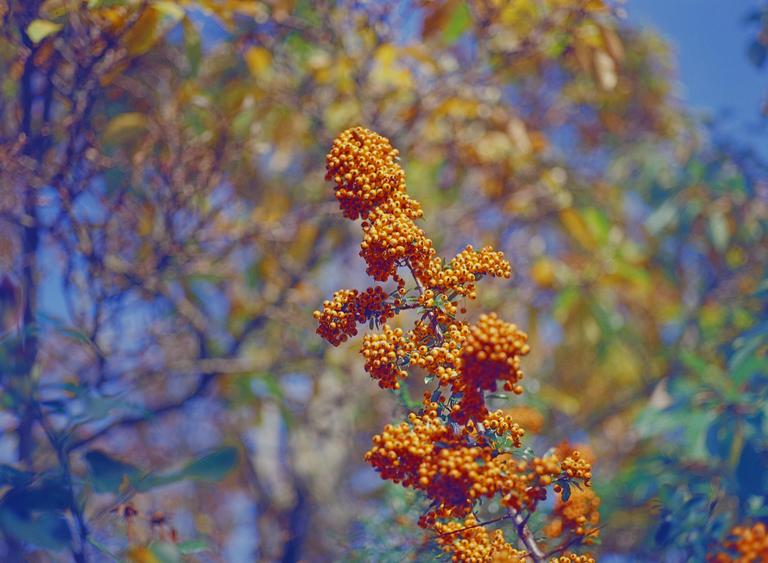 A branch with many small orange berries is in focus in the foreground, with a blurred background of green and yellow foliage and blue sky.
