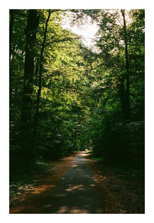 A path leads through a dense forest with sunlight filtering through the canopy.