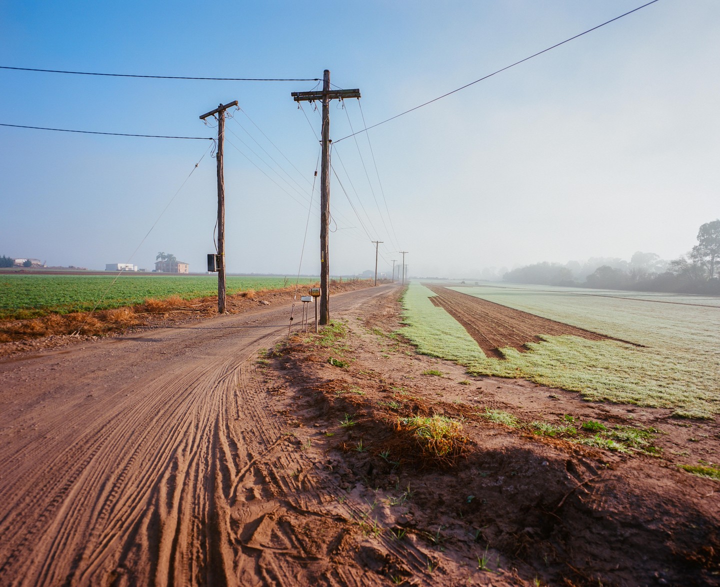 A dirt road with telephone poles runs alongside a field of green crops under a hazy sky.