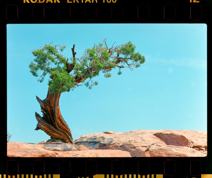 A gnarled tree with green foliage grows out of a rock formation under a clear blue sky.