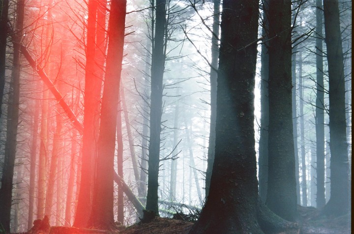 A red light leak illuminates a foggy forest with tall, slender trees.