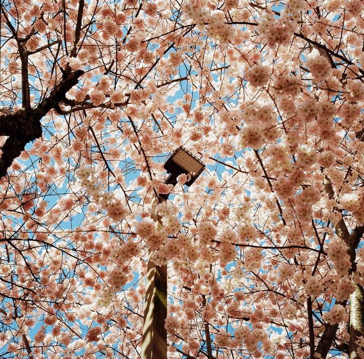 A street light is surrounded by cherry blossoms against a clear blue sky.