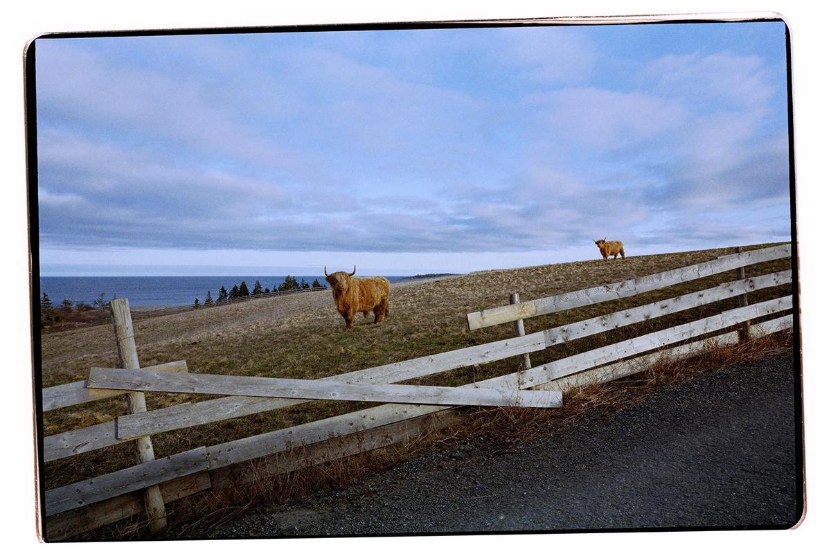 Two highland cows stand on a grassy hill overlooking the ocean, with a wooden fence in the foreground.