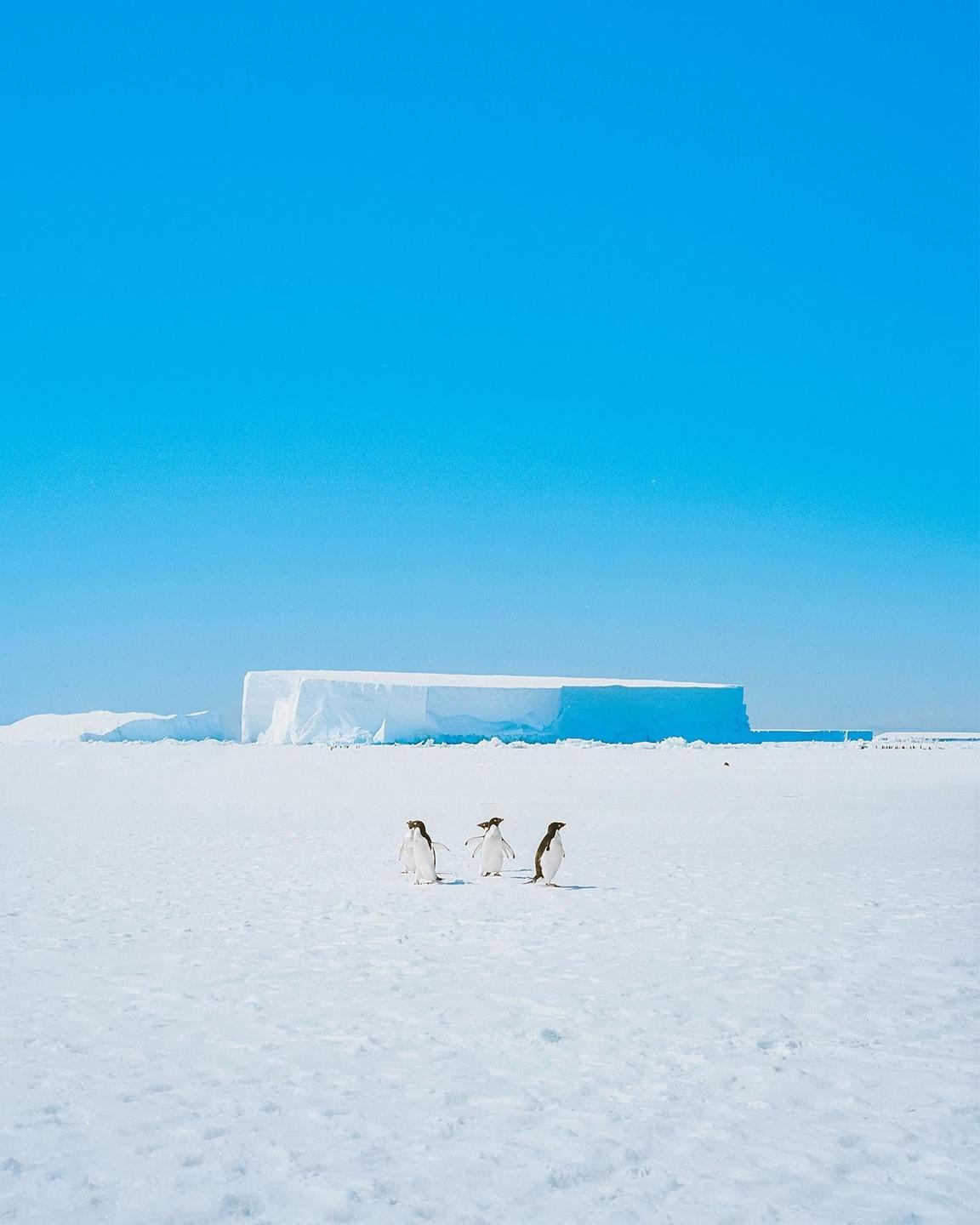 Three penguins walk across a vast expanse of snow with a large iceberg in the background under a clear blue sky.