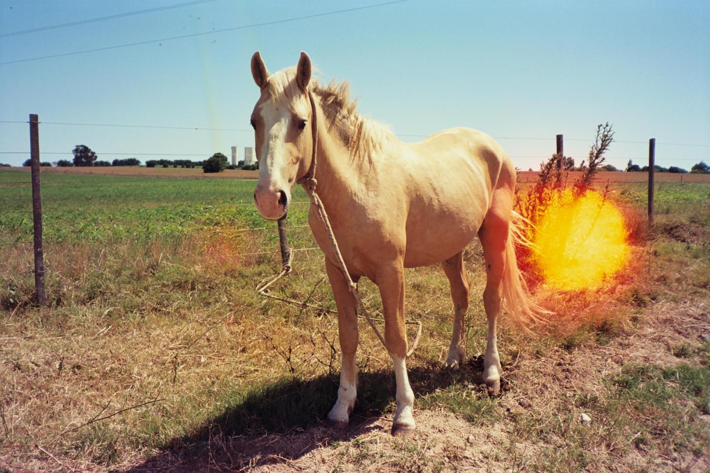 A horse stands in a field with a bright orange light flare behind it.