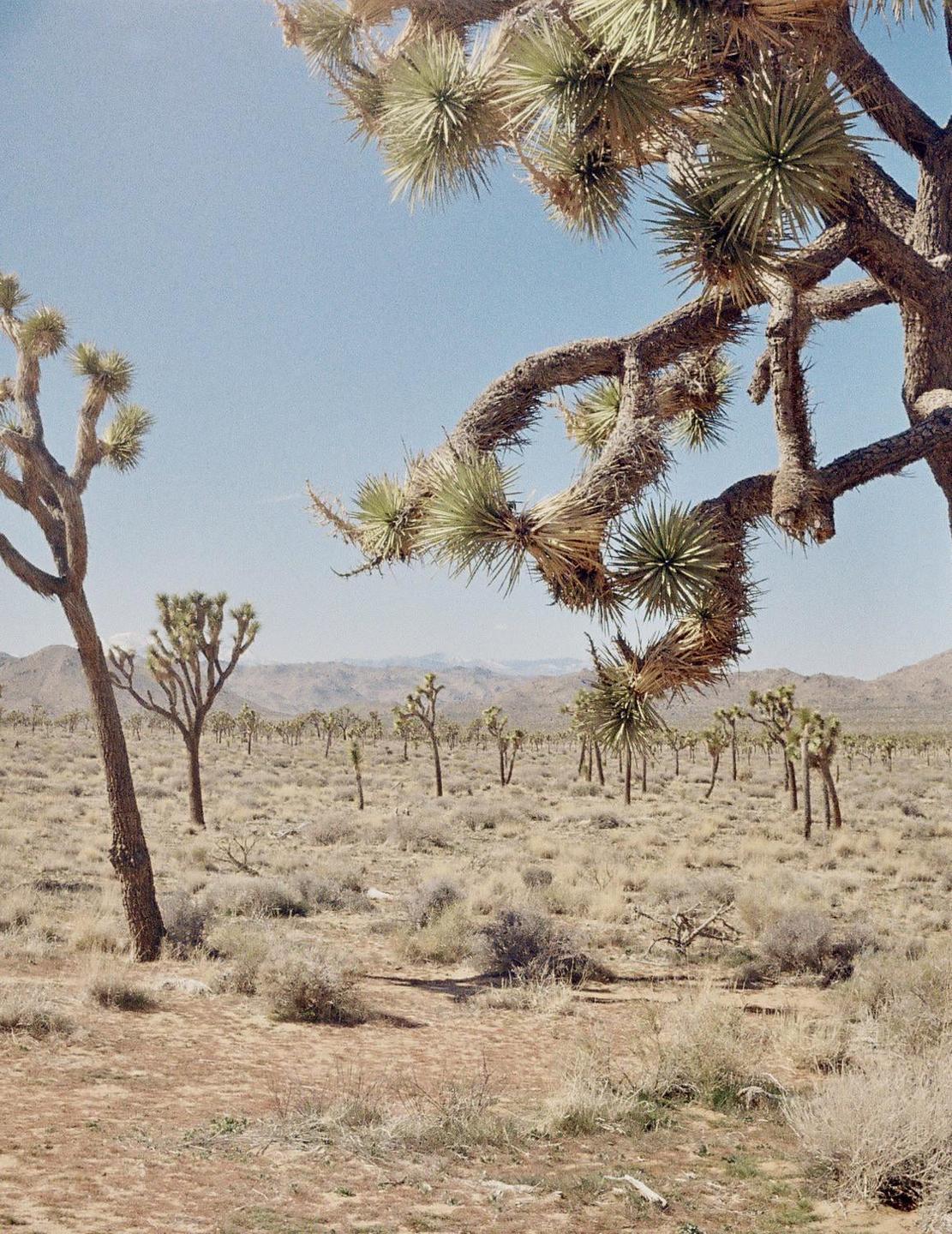 A desert landscape is filled with Joshua trees and dry brush under a clear sky.
