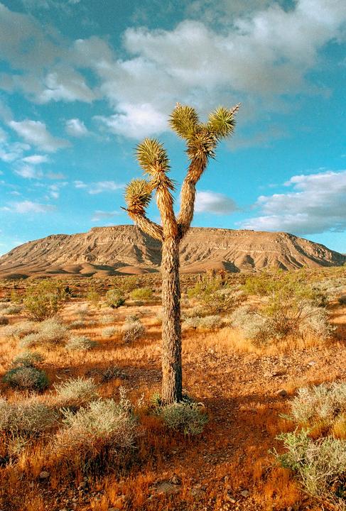 A joshua tree stands in a desert landscape with mountains in the background under a blue sky with clouds.