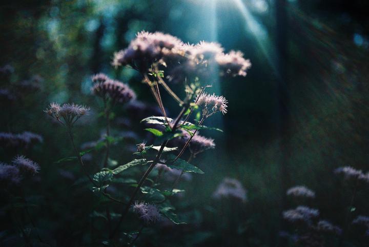 Sunlight shines through a cluster of light purple flowers in a dark, hazy setting.
