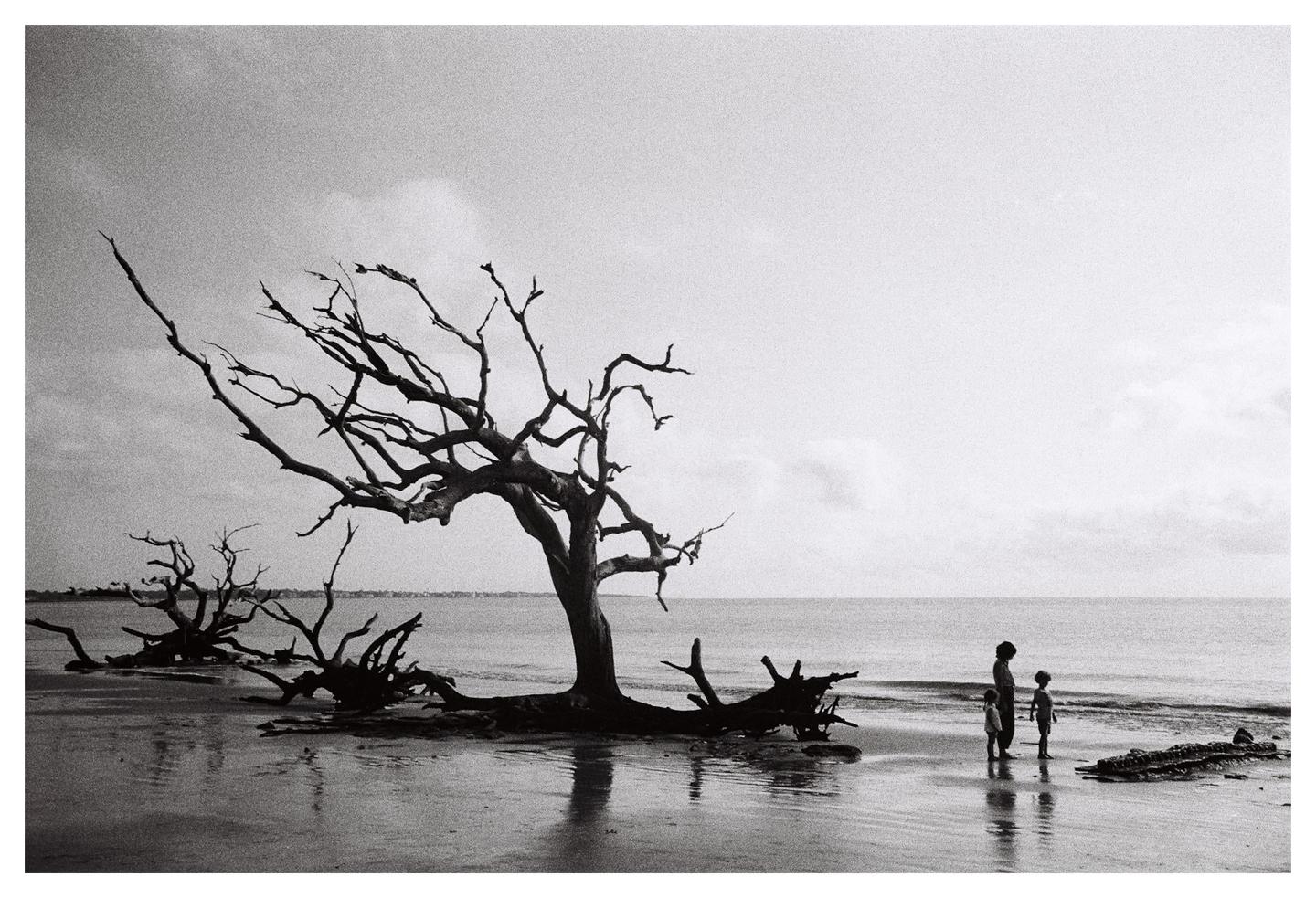 A woman and child stand on a wet beach next to a large driftwood tree with many bare branches.