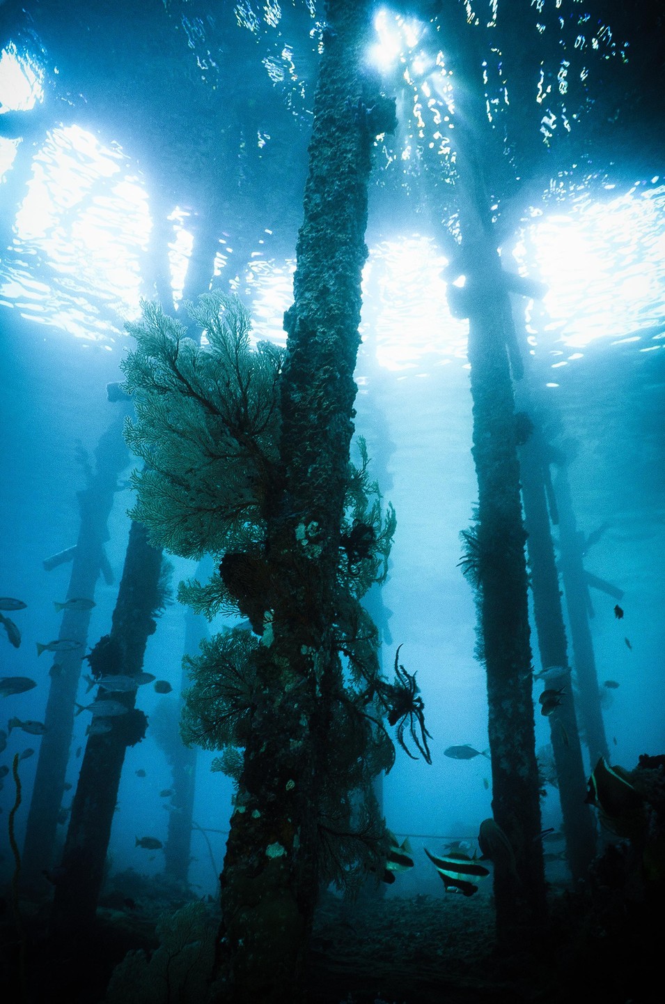Sunlight streams through the water onto barnacle-covered pier pilings with coral and fish.