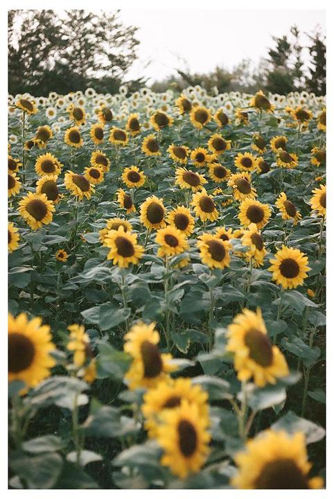 A field of sunflowers with green leaves and some trees in the background.